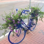 Kvetouci bicykl pred prodejnou kol