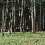 Les u Šembery