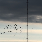 Vysílače, ptáci
