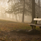 Mlha v parku