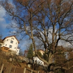 Památný strom, Prefa